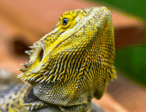 ヒゲ脱毛がニキビを良くする理由とは？