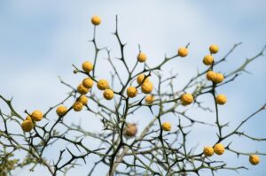 ほほのニキビを乾燥と皮脂の両方からケアする方法は？