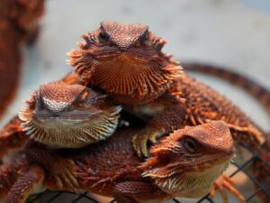 顎のニキビの原因は何ですか？